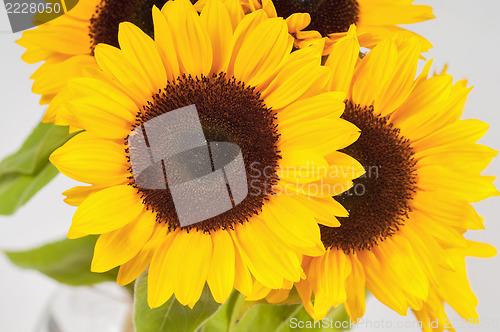 Image of Sunflowers in a glass vase