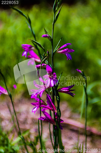 Image of purple delicate flowers - Beautiful blue flowers campanula. macr