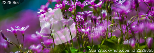 Image of abstract Blurry pink flower background for backgrounds
