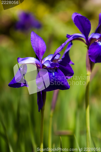 Image of Iris flower on green blurred background, photo taken outdoors, s