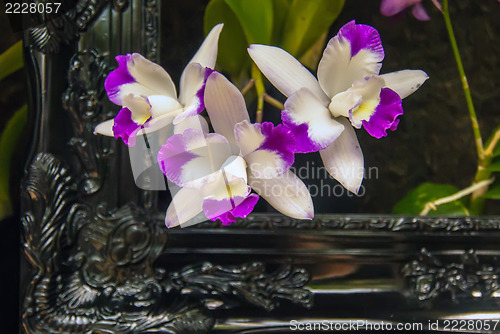 Image of orchid flowers growing through old wooden picture frame