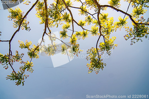 Image of Branches of acacia trees with leaves on the background of the sk