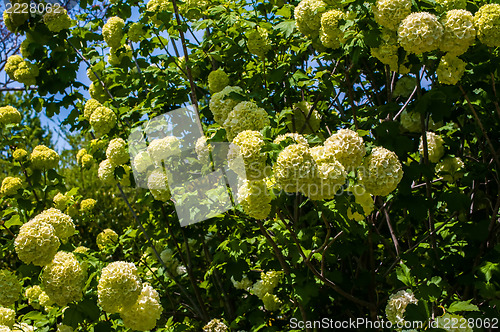 Image of Viburnum opulus Compactum bush with white flowers (selective foc