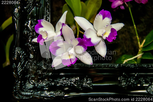 Image of orchid flowers growing through old wooden picture frame