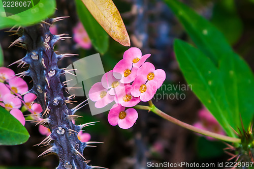 Image of Thorny Succulent with pink Blooming mini flowers