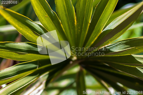 Image of Close up photo of green palm tree leaf