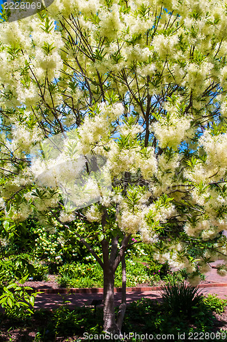 Image of White, fleecy blooms  hang on the branches of fringe tree