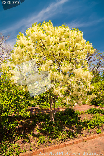 Image of White, fleecy blooms  hang on the branches of fringe tree