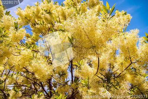 Image of White, fleecy blooms  hang on the branches of fringe tree