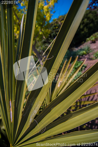 Image of Close up photo of green palm tree leaf