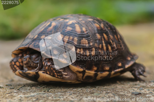 Image of turtle walking slowly across concrete paving