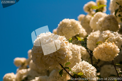 Image of Viburnum opulus Compactum bush with white flowers (selective foc