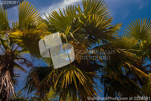 Image of Tropical forest, palm trees in sunlight