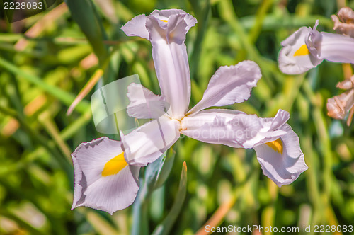 Image of Beautiful white irises on green background