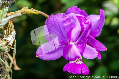 Image of Beautiful purple orchid - phalaenopsis