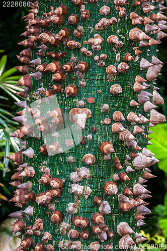 Image of Tropical tree trunk with sharp thorns