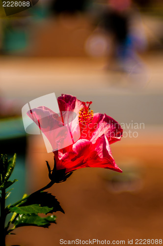 Image of Hibiscus Flower. Shallow DOF