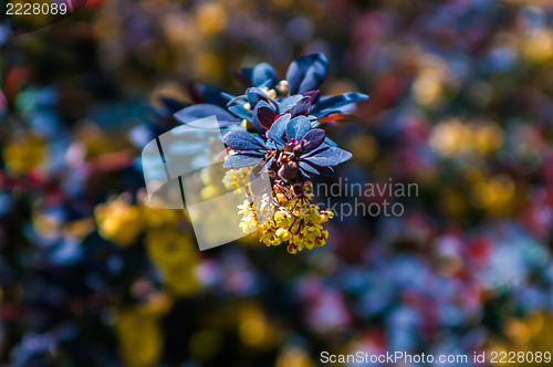 Image of prickly brown bush with yellow flowers clusters