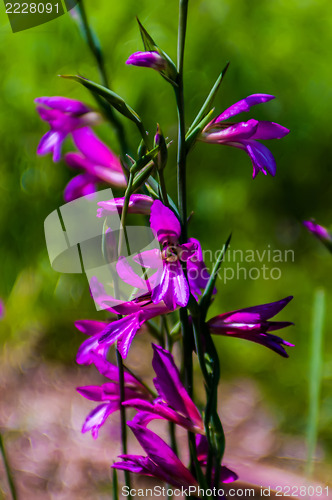 Image of purple delicate flowers - Beautiful blue flowers campanula. macr