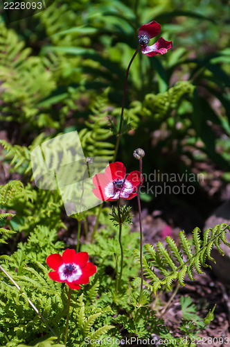 Image of closeup of red poppies outside in the garden