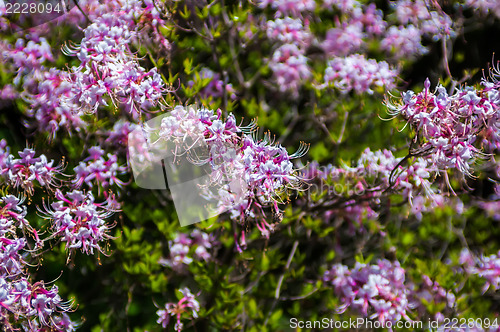 Image of Blooming Azalea (Rhododendron) in the traditional botanical gard