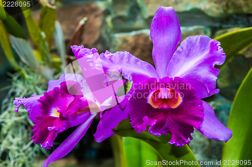 Image of Beautiful purple orchid - phalaenopsis