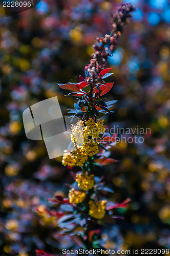 Image of prickly brown bush with yellow flowers clusters