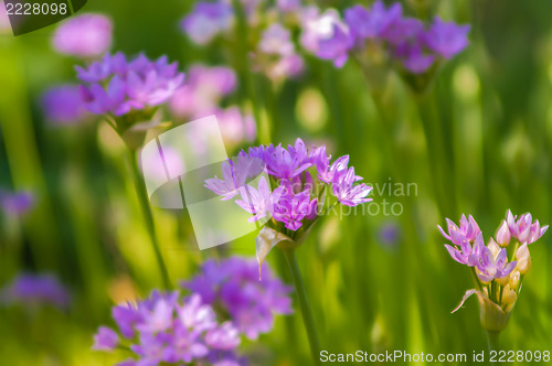 Image of summer wildflowers on a field and meadows