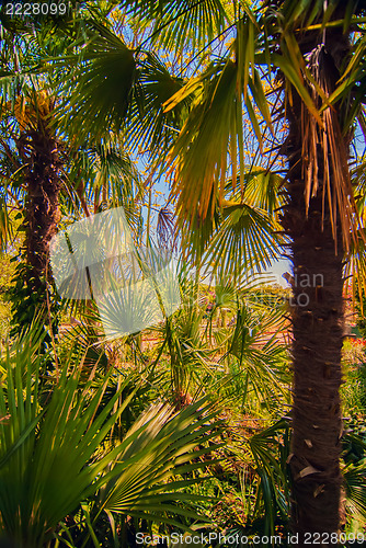 Image of Tropical forest, palm trees in sunlight