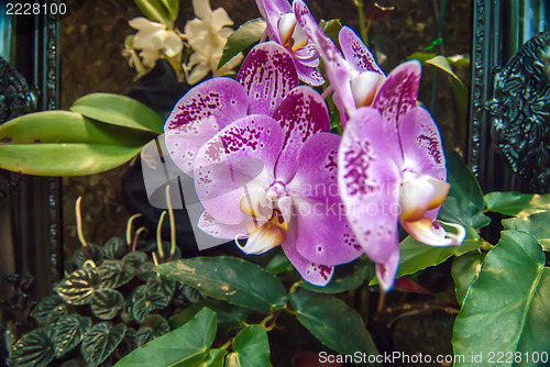 Image of orchid flowers growing through old wooden picture frame