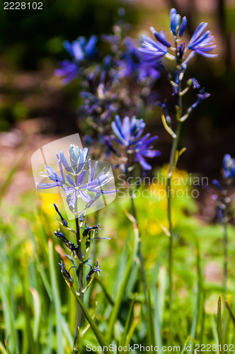 Image of purple delicate flowers - Beautiful blue flowers campanula. macr