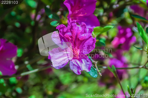 Image of Blooming Pink Rhododendron (Azalea)  close-up, selective focus