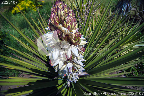 Image of palm tree blossom blooming in spring