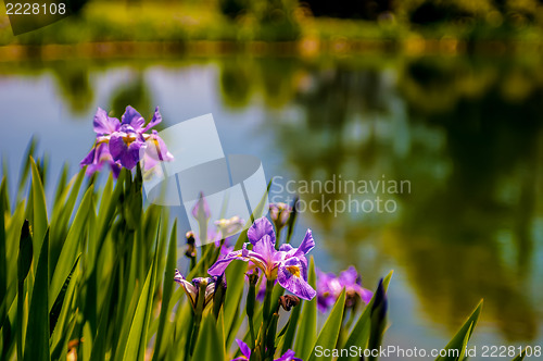 Image of Iris flower on green blurred background, photo taken outdoors, s