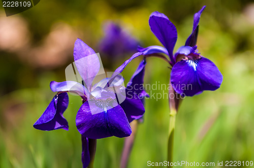 Image of Iris flower on green blurred background, photo taken outdoors, s