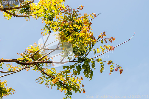 Image of Branches of acacia trees with leaves on the background of the sk