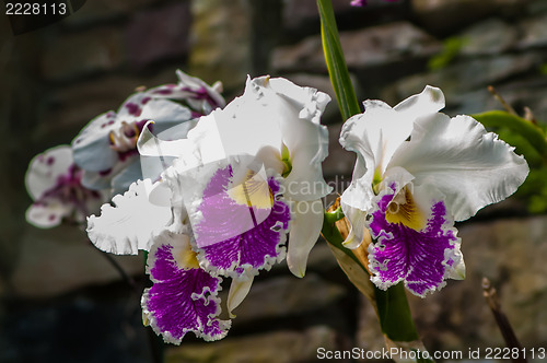 Image of beautiful white orchids flower bloom