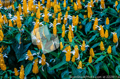 Image of Blossoming Pachystachys lutea close-up