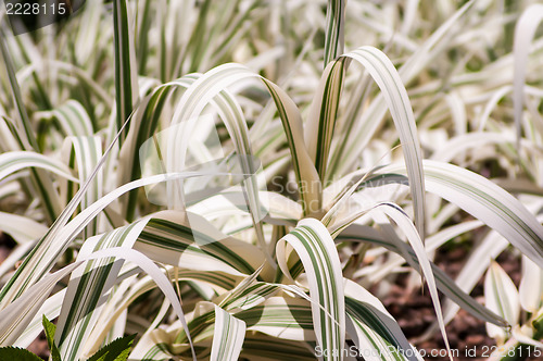 Image of white ornamental grass growing in botanical garden