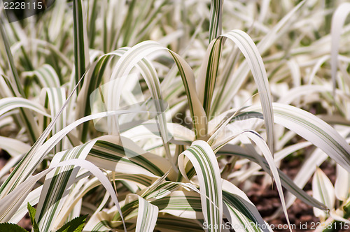 Image of white ornamental grass growing in botanical garden