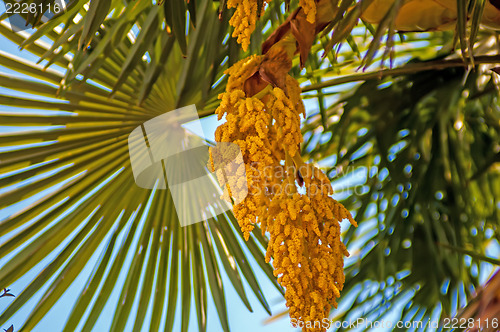 Image of Close up photo of green palm tree leaf