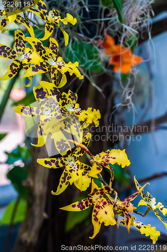 Image of leopard mini orchids blooming
