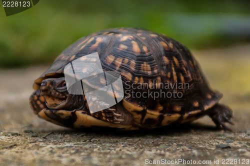 Image of turtle walking slowly across concrete paving