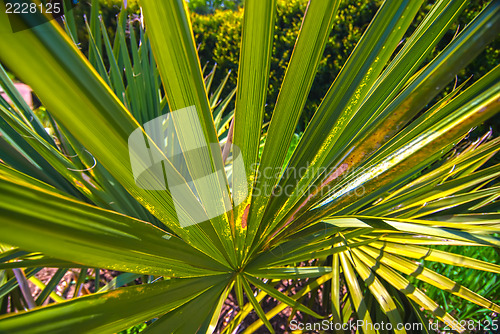 Image of Close up photo of green palm tree leaf