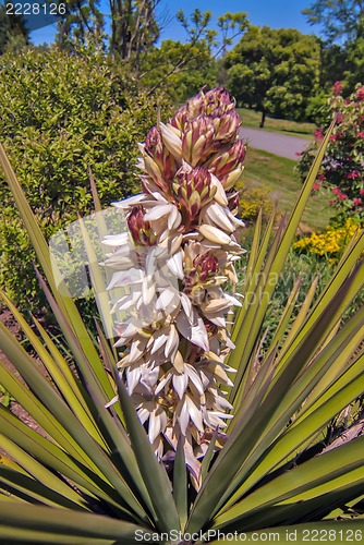Image of palm tree blossom blooming in spring