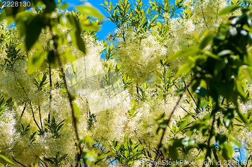 Image of White, fleecy blooms  hang on the branches of fringe tree