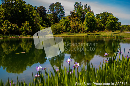 Image of Nature reflection on water