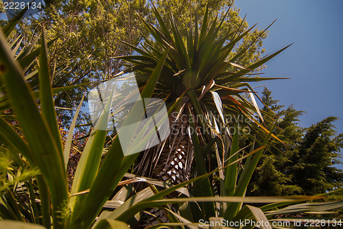 Image of Close up photo of green palm tree leaf