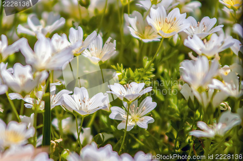 Image of summer wildflowers on a field and meadows