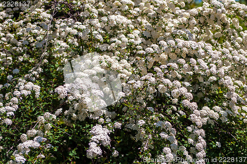 Image of Spiraea blossoms white flowers